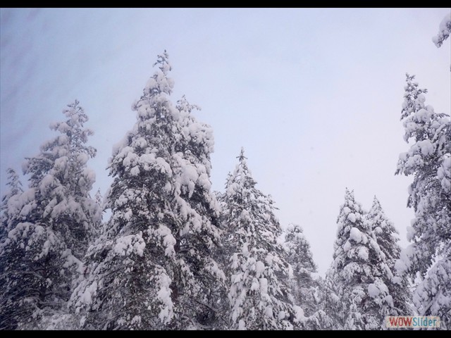 15 alberi e neve
