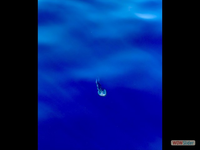 379 Attenzione alla medusa!