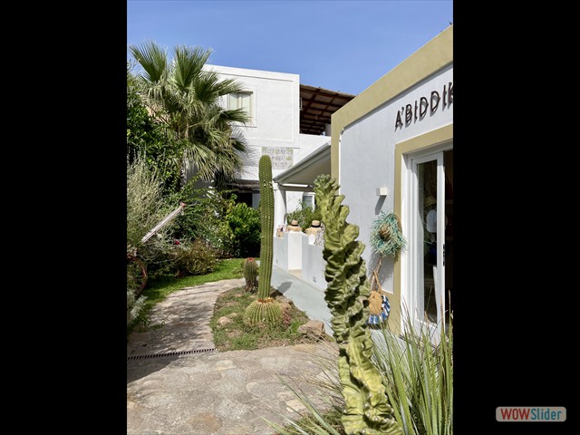 405 Piante grasse