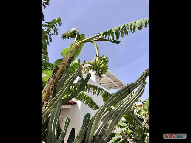 462 Là dove maturano anche le banane