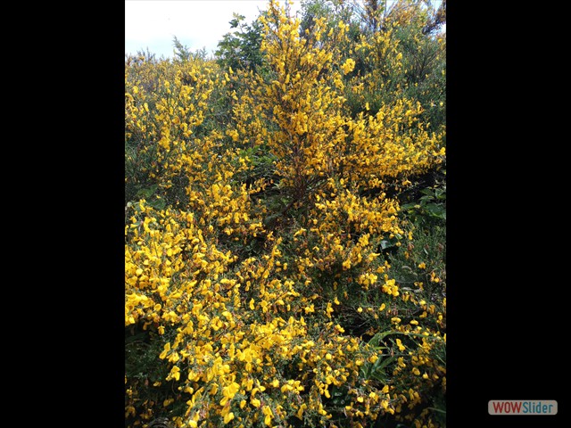 283 la ginestra in fiore!