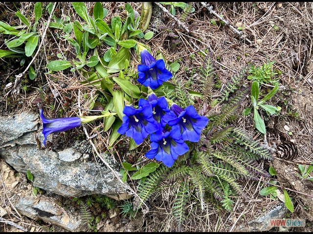233 il rifugio si chiama Genziana!