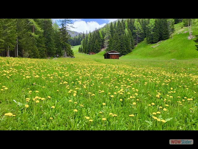 243 non abbiamo calpestato i fiori