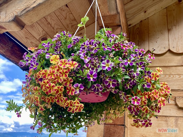 253 ricca di fiori