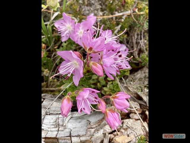 268 fiore!