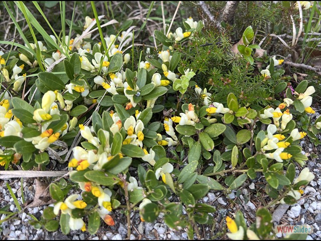 130 boccioli gialli