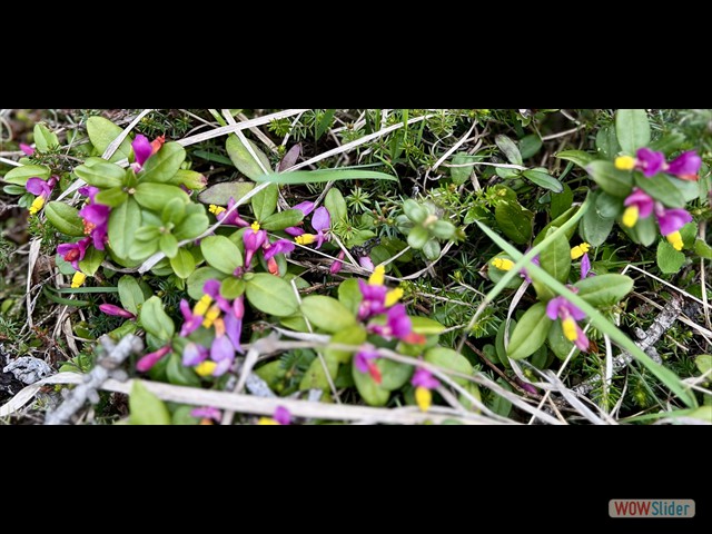 131 boccioli rosa