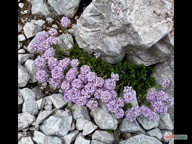 136 fiori tra i sassi