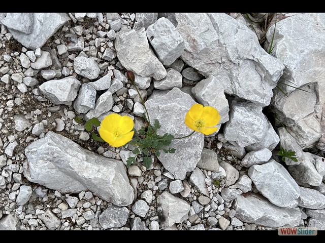 137 fiori gialli