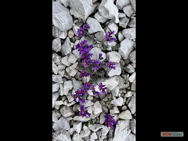 139  viola