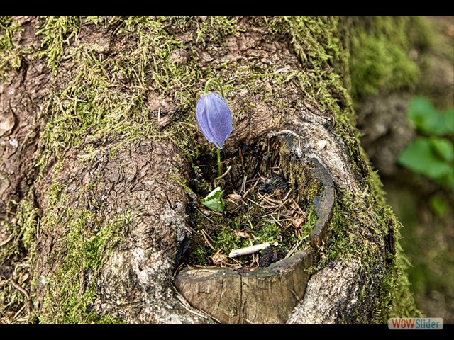 172 Un fiore ... una poesia!