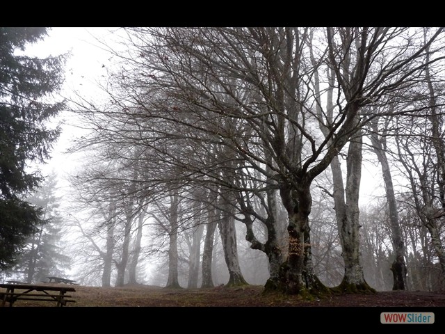 Tra la nube … un bosco fatato!
