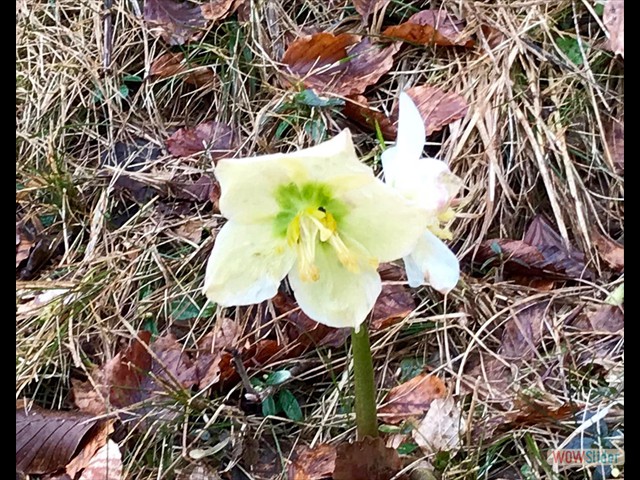 Sul sentiero diversi fiori di elloboro

