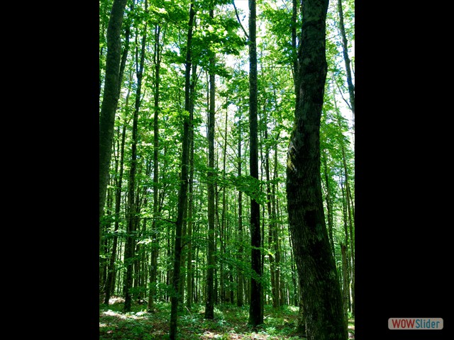 267 Il verde bosco