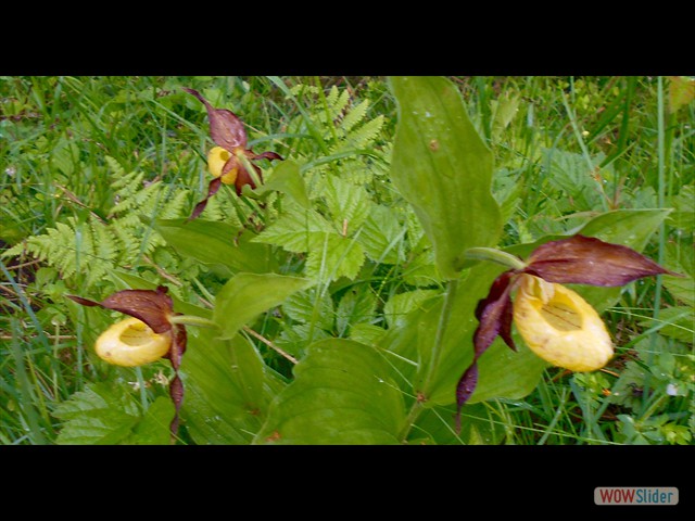 291 Orchidee per noi!