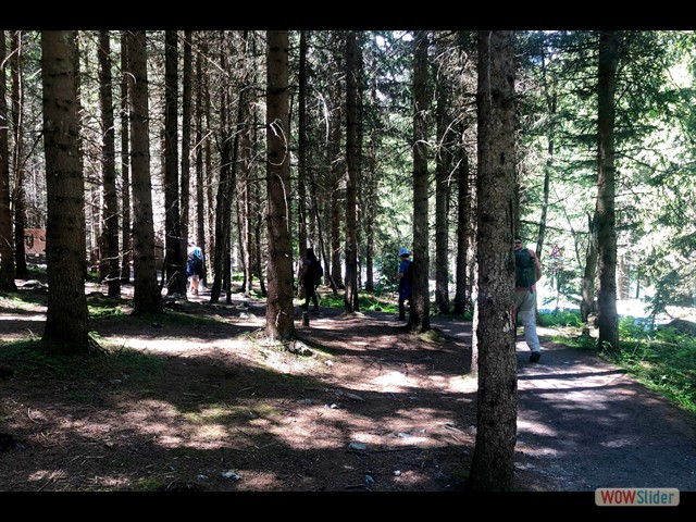 321 Attraveso il bosco 