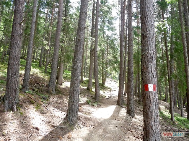 346 Il sentiero nel bosco