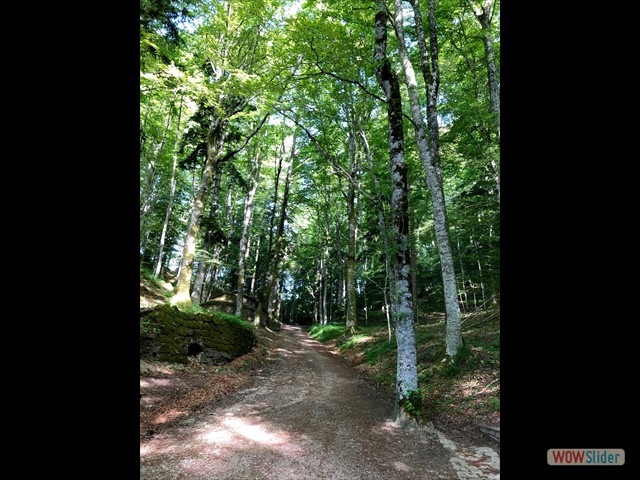 107 si entra nel bosco