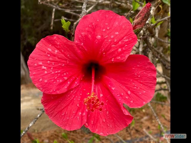 34 di fiori rossi ...
