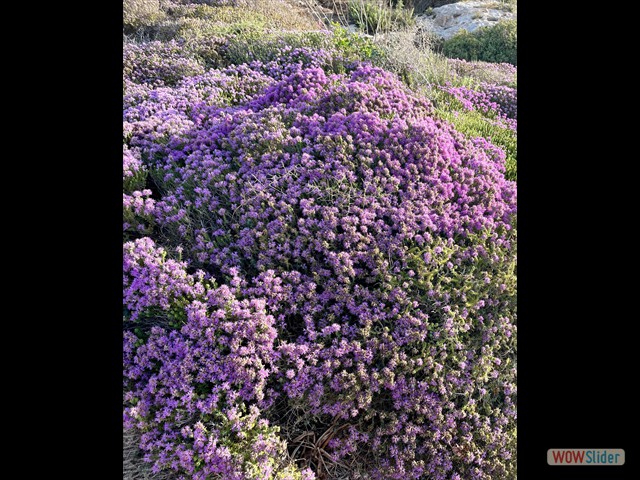 37 con cuscini di fiori