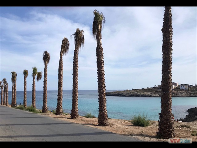 77 palme ... stanche