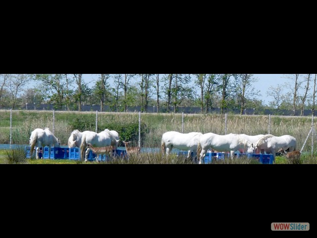 16 la Camrargue dei Lidi!