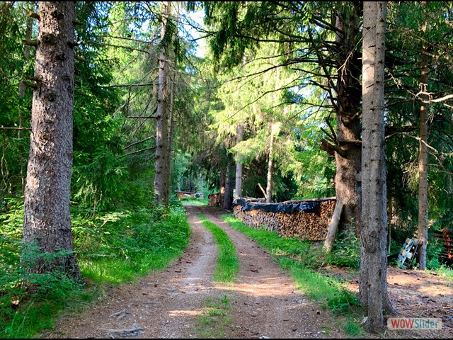 174 vieni ... c'è una strada nel bosco 