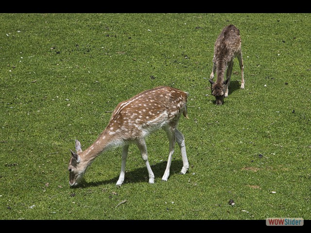 194 Bambi!