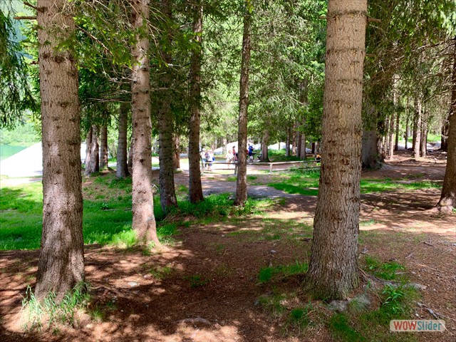 207 e con il bosco di Capuccetto ... 