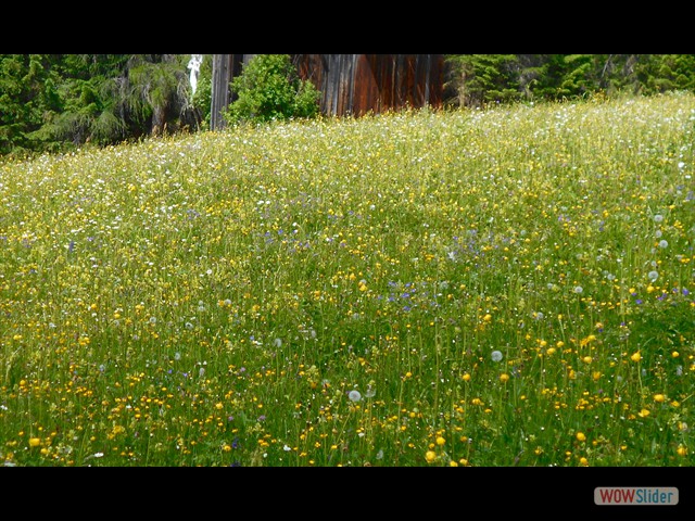 217 prati in fiore a Brajes vecchia