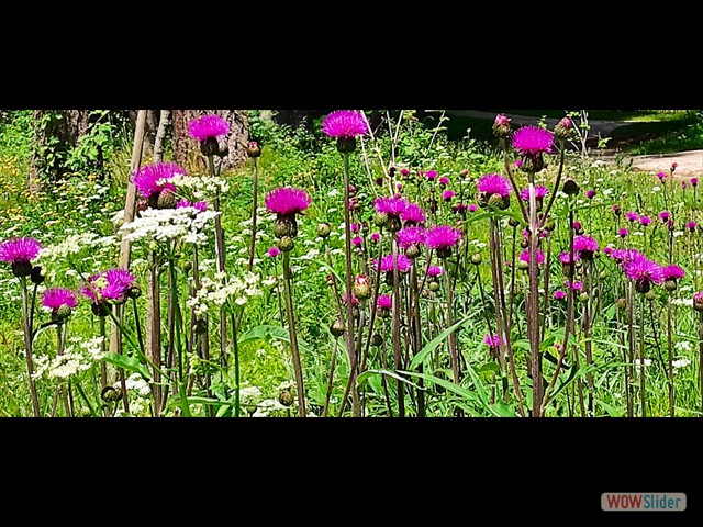 218 fiori di campo 