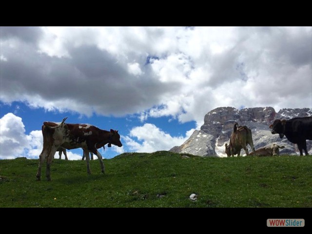 226 sulle cime anche loro
