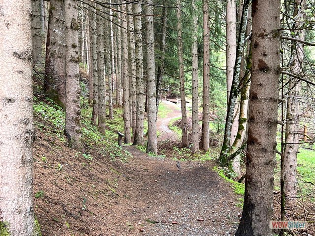242 il sentiero nel bosco