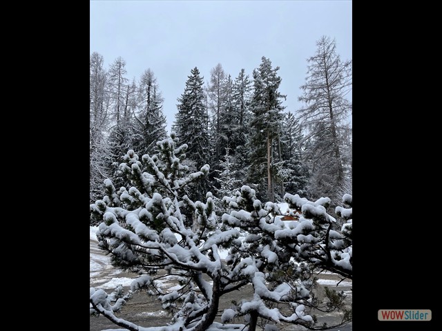 145 cespugli di pino mugo innevati